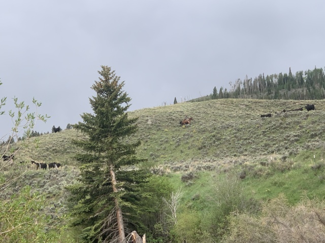 2020-06-06-Colorado-08-fishing-cowboy-wrangler.JPG
