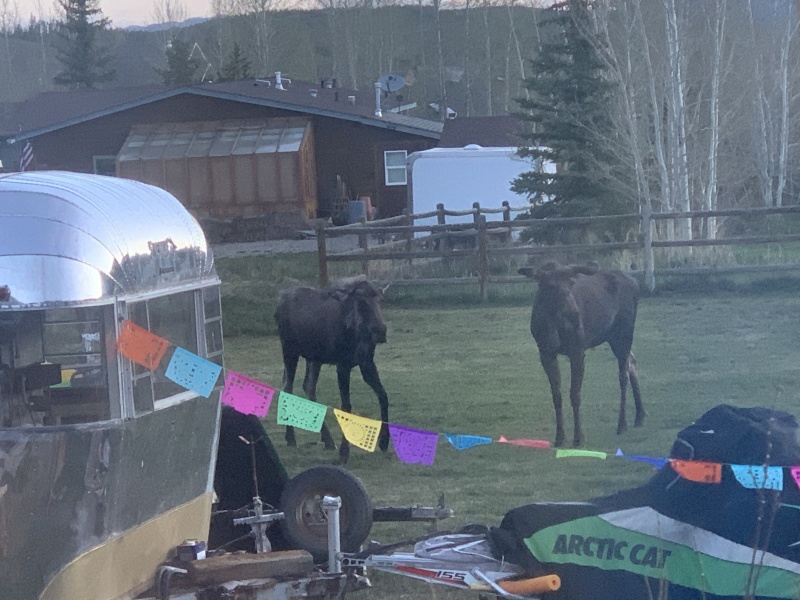 2020/05(May)/Colorado/800x600_2020-05-23-Colorado-04-Moose.JPG
