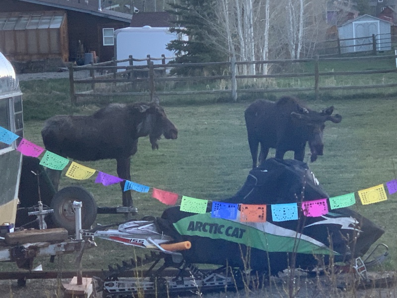 2020/05(May)/Colorado/800x600_2020-05-23-Colorado-05-Moose.JPG
