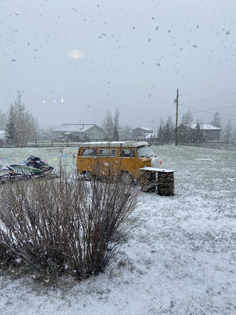 2020/05(May)/Colorado/800x600_2020-05-24-Colorado-06-buttercup-snow.JPG