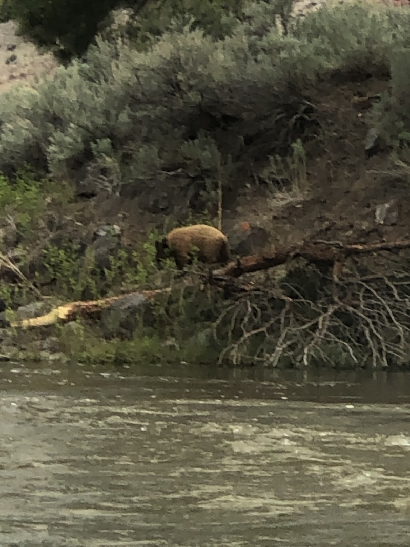 2020/05(May)/Colorado/800x600_2020-05-27-Colorado-13-bear.JPG