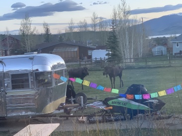 2020-05-23-Colorado-03-Moose.JPG