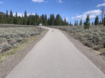 2020-05-23-Colorado-06-bike-path-Coyote.JPG