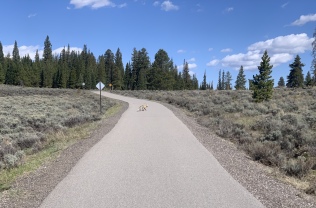 2020-05-23-Colorado-07-bike-path-Coyote.JPG