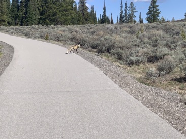 2020-05-23-Colorado-08-bike-path-Coyote.JPG