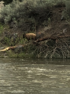 2020-05-27-Colorado-14-bear.JPG