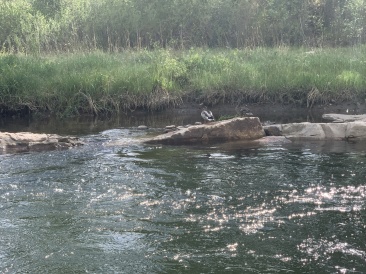 2020-06-05-Colorado-33-Blue-River.JPG