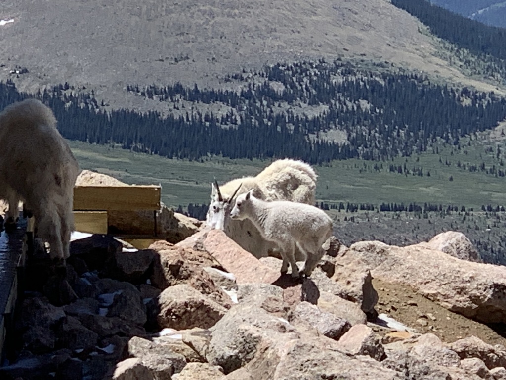 2020-06-27-Colorado-Idaho-Springs-Mt-Evans-05.JPG
