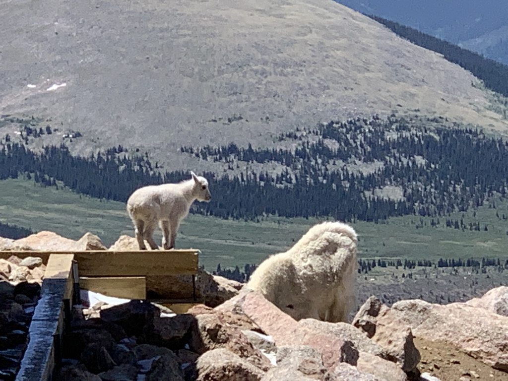 2020-06-27-Colorado-Idaho-Springs-Mt-Evans-07.JPG