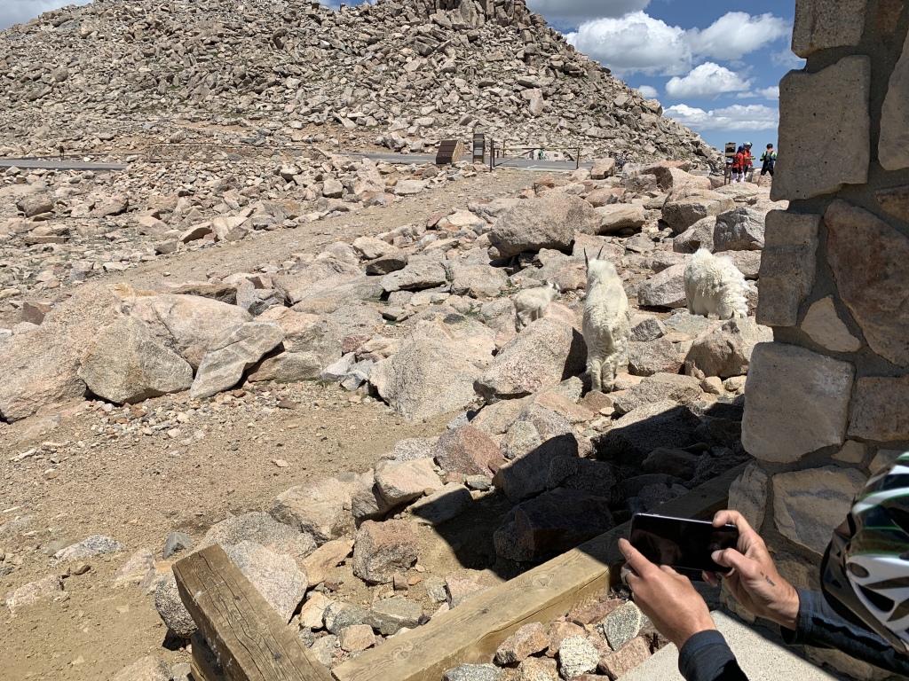 2020-07-02-Colorado-Idaho-Springs-Mt-Evans-05-mountain-goats.JPG