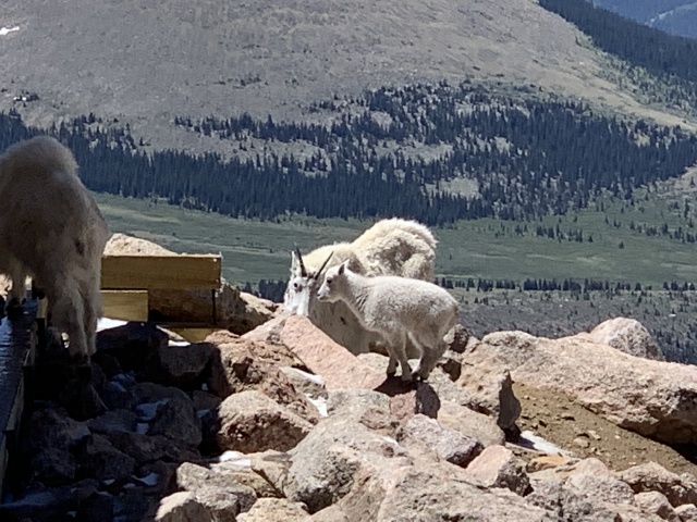 2020-06-27-Colorado-Idaho-Springs-Mt-Evans-05.JPG