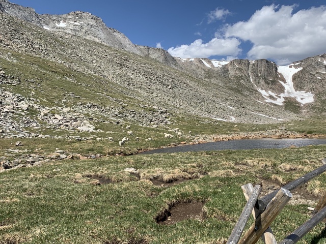 2020-07-02-Colorado-Idaho-Springs-Mt-Evans-02-mountain-goats.JPG