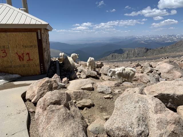 2020-07-02-Colorado-Idaho-Springs-Mt-Evans-03-mountain-goats.JPG