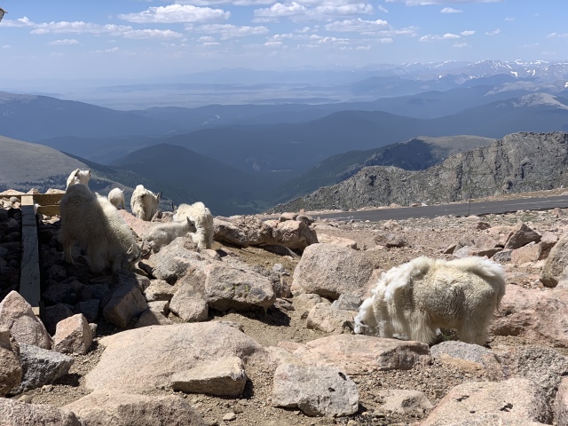 2020-07-02-Colorado-Idaho-Springs-Mt-Evans-04-mountain-goats.JPG