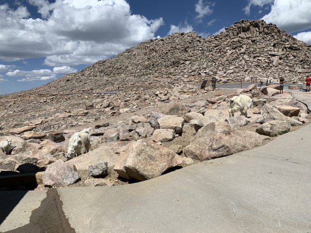 2020-07-02-Colorado-Idaho-Springs-Mt-Evans-07-Mountain-goats.JPG