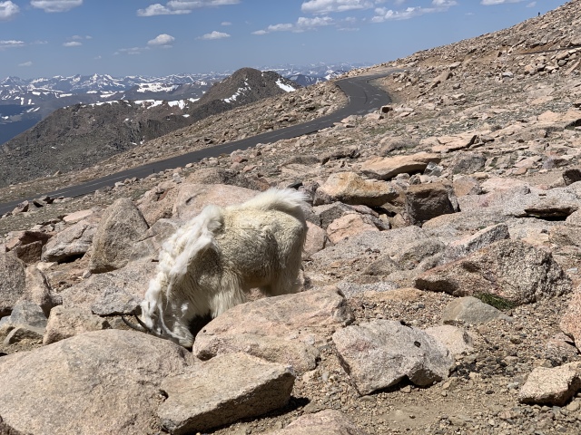 2020-07-02-Colorado-Idaho-Springs-Mt-Evans-09-mountain-goat.JPG