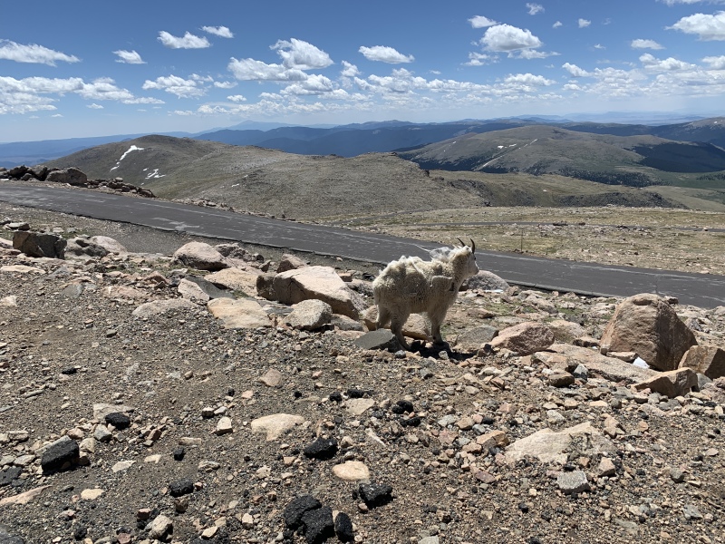 2020-06-27-Colorado-Idaho-Springs-Mt-Evans-18-mountain-goat.JPG