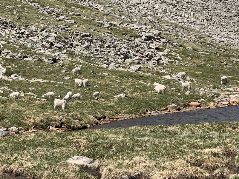 2020-07-02-Colorado-Idaho-Springs-Mt-Evans-01-mountain-goats.JPG