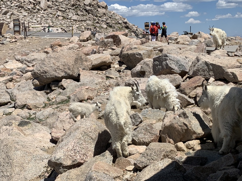 2020-07-02-Colorado-Idaho-Springs-Mt-Evans-06-Mountain-goats.JPG