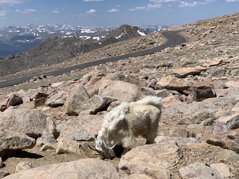 2020-07-02-Colorado-Idaho-Springs-Mt-Evans-08-mountain-goat.JPG
