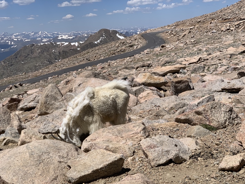 2020-07-02-Colorado-Idaho-Springs-Mt-Evans-09-mountain-goat.JPG