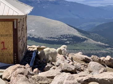 2020-06-27-Colorado-Idaho-Springs-Mt-Evans-04-mountain-goats.JPG