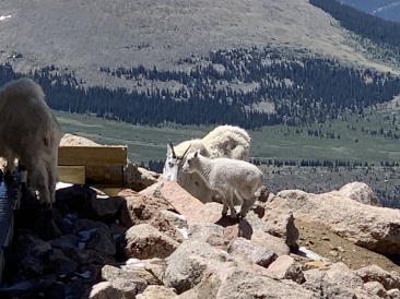 2020-06-27-Colorado-Idaho-Springs-Mt-Evans-05.JPG