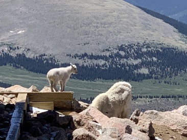 2020-06-27-Colorado-Idaho-Springs-Mt-Evans-07.JPG