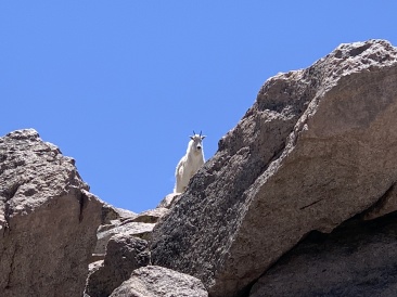 2020-06-27-Colorado-Idaho-Springs-Mt-Evans-08.JPG