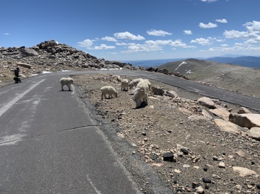 2020-06-27-Colorado-Idaho-Springs-Mt-Evans-17-mountain-goats.JPG