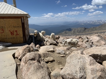 2020-07-02-Colorado-Idaho-Springs-Mt-Evans-03-mountain-goats.JPG