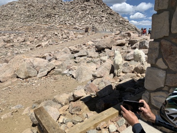 2020-07-02-Colorado-Idaho-Springs-Mt-Evans-05-mountain-goats.JPG