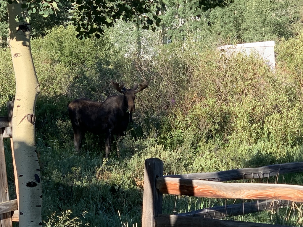 2020/08(August)/Colorado/2020-08-01-Breckenridge-Moose-1.JPG