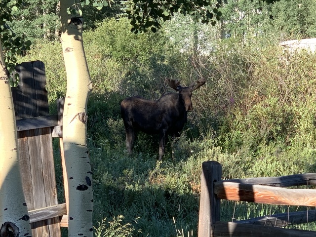 2020/08(August)/Colorado/640x480_2020-08-01-Breckenridge-Moose-2.JPG