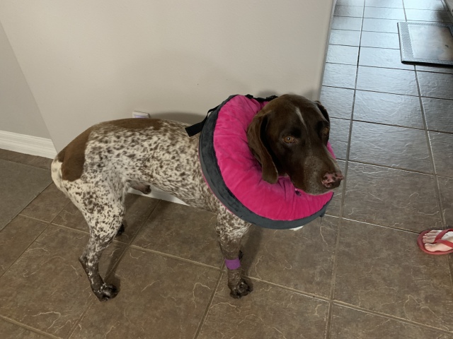 2020/09(September)/Blaze-Neutered/640x480_2020-09-21-Blaze.JPG