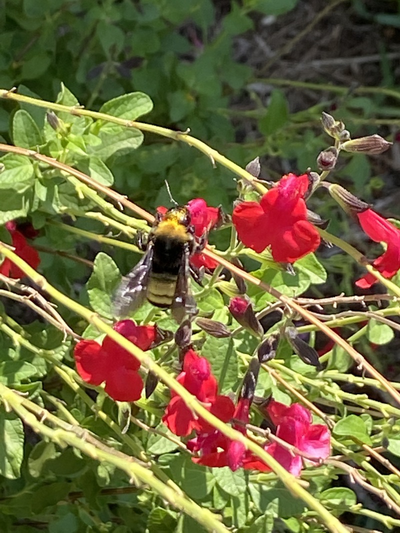 2020-09-12-Bee-in-flowers.JPG
