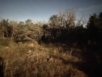 2020/10(October)/Camping-Inks-Lake-Crew8787/2020-10-30-Inks-Lake-Camping-Crew8787-01-nightshot-stars.JPG