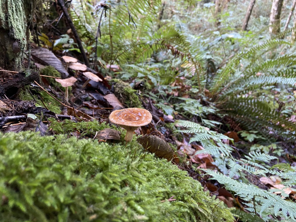 2020/10(October)/Lummi-Island-Kris-Bill-Sager-Washington-State/1024x768_2020-10-10-Lummi-Island-WA-17.JPG