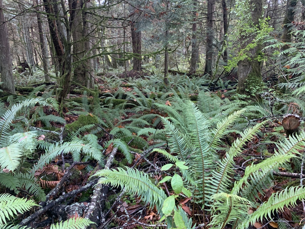 2020/10(October)/Lummi-Island-Kris-Bill-Sager-Washington-State/1024x768_2020-10-10-Lummi-Island-WA-22.JPG