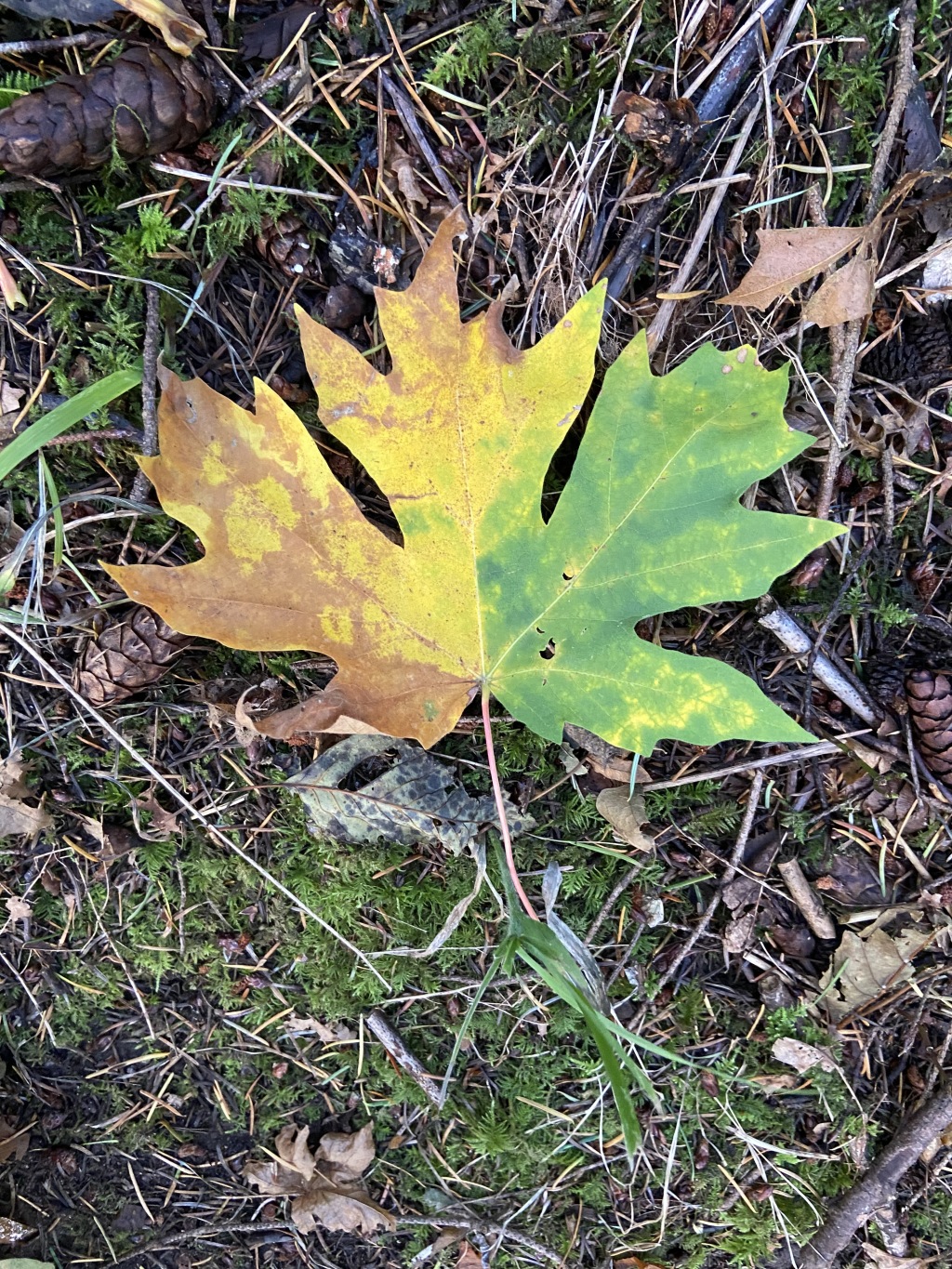 2020/10(October)/Lummi-Island-Kris-Bill-Sager-Washington-State/1024x768_2020-10-10-Lummi-Island-WA-27-leaf.JPG