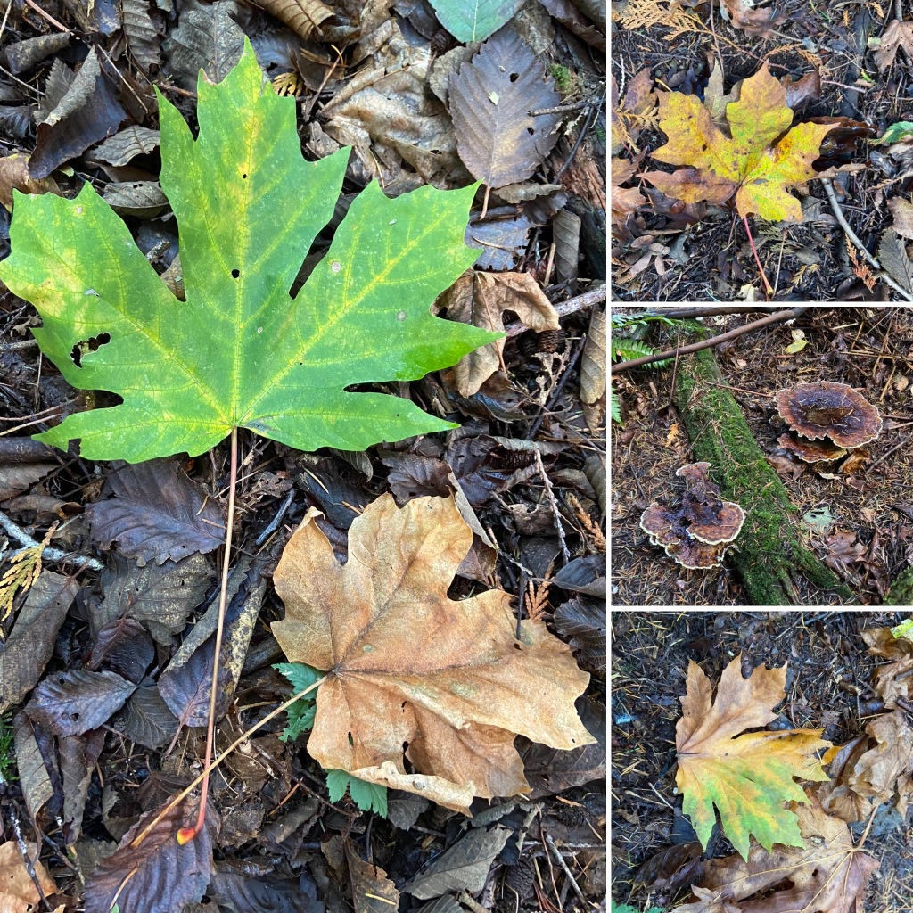 2020/10(October)/Lummi-Island-Kris-Bill-Sager-Washington-State/1024x768_2020-10-10-Lummi-Island-WA-34-leaf.JPG