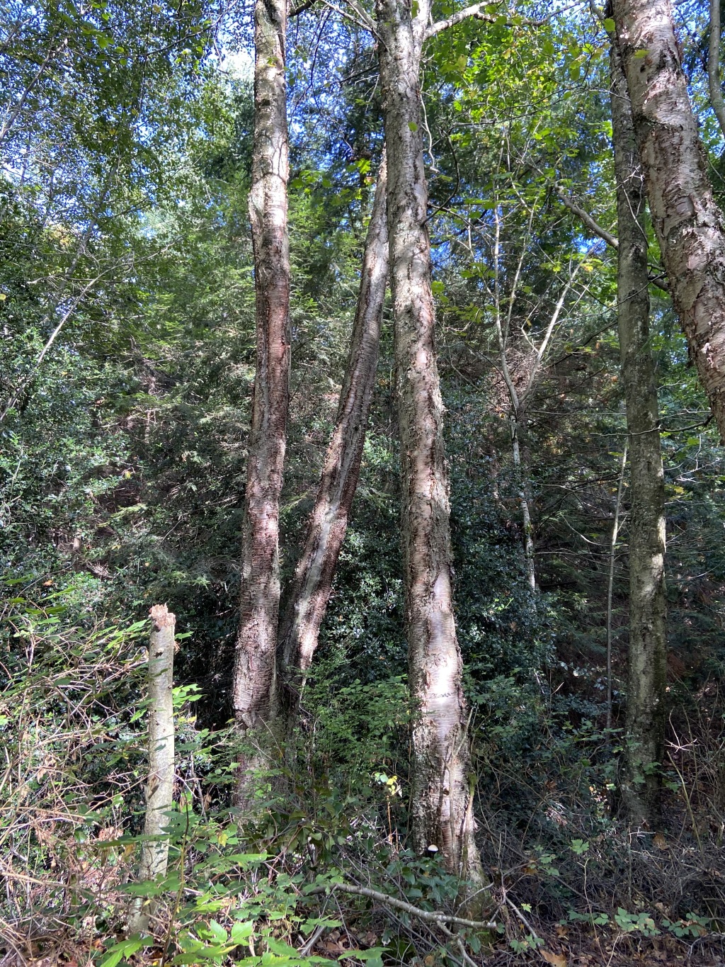2020/10(October)/Lummi-Island-Kris-Bill-Sager-Washington-State/1024x768_2020-10-10-Lummi-Island-WA-41.JPG