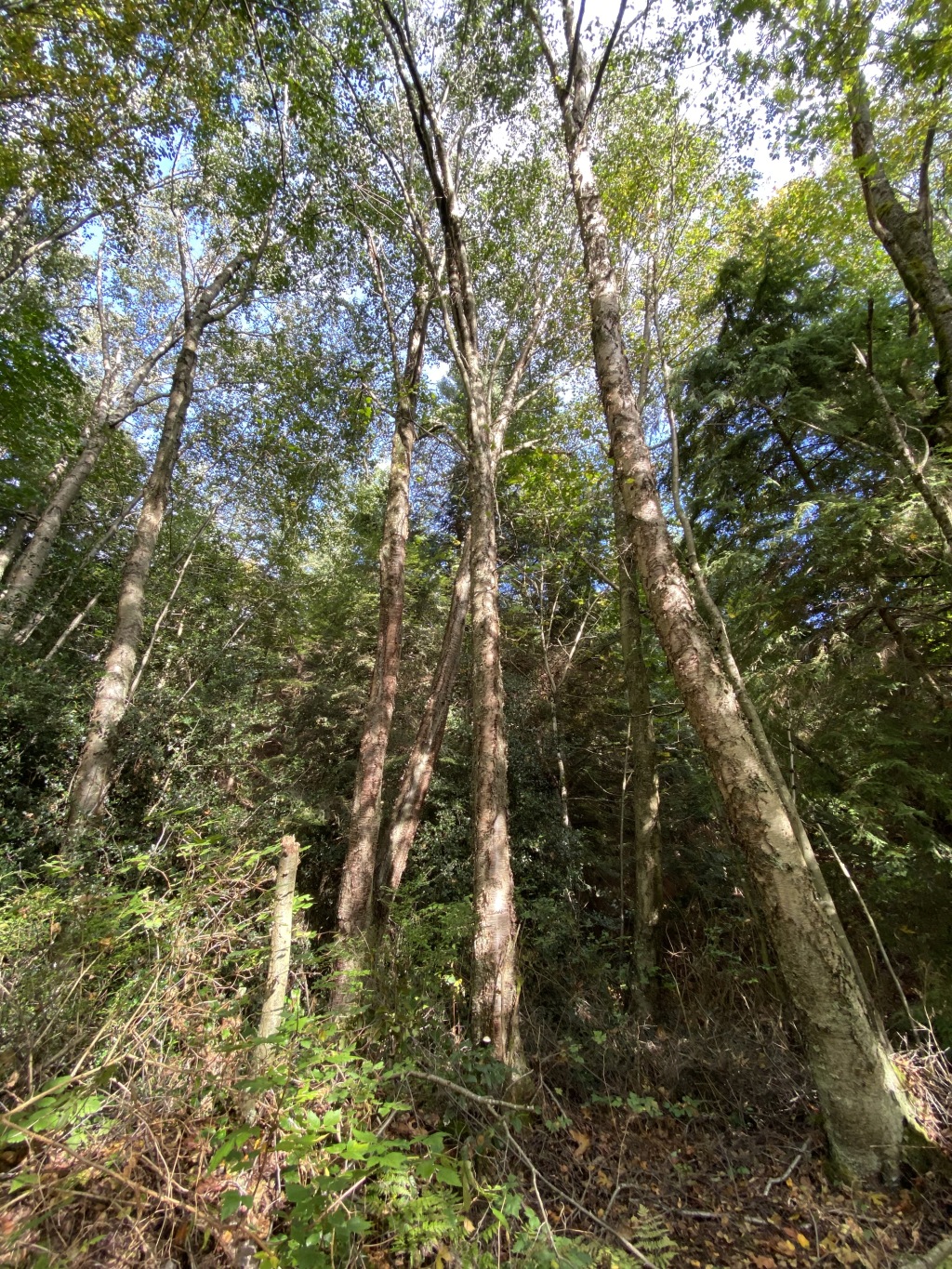 2020/10(October)/Lummi-Island-Kris-Bill-Sager-Washington-State/1024x768_2020-10-10-Lummi-Island-WA-42.JPG