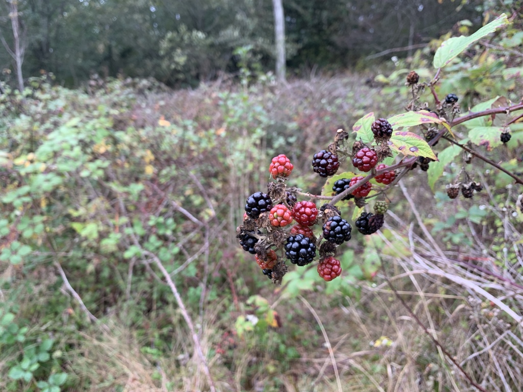 2020/10(October)/Lummi-Island-Kris-Bill-Sager-Washington-State/1024x768_2020-10-11-Lummi-Island-WA-01.JPG