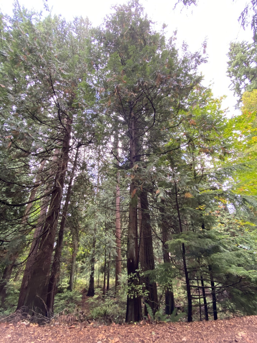 2020/10(October)/Lummi-Island-Kris-Bill-Sager-Washington-State/1024x768_2020-10-12-Lummi-Island-WA-004-Whatcom-Falls-Park.JPG