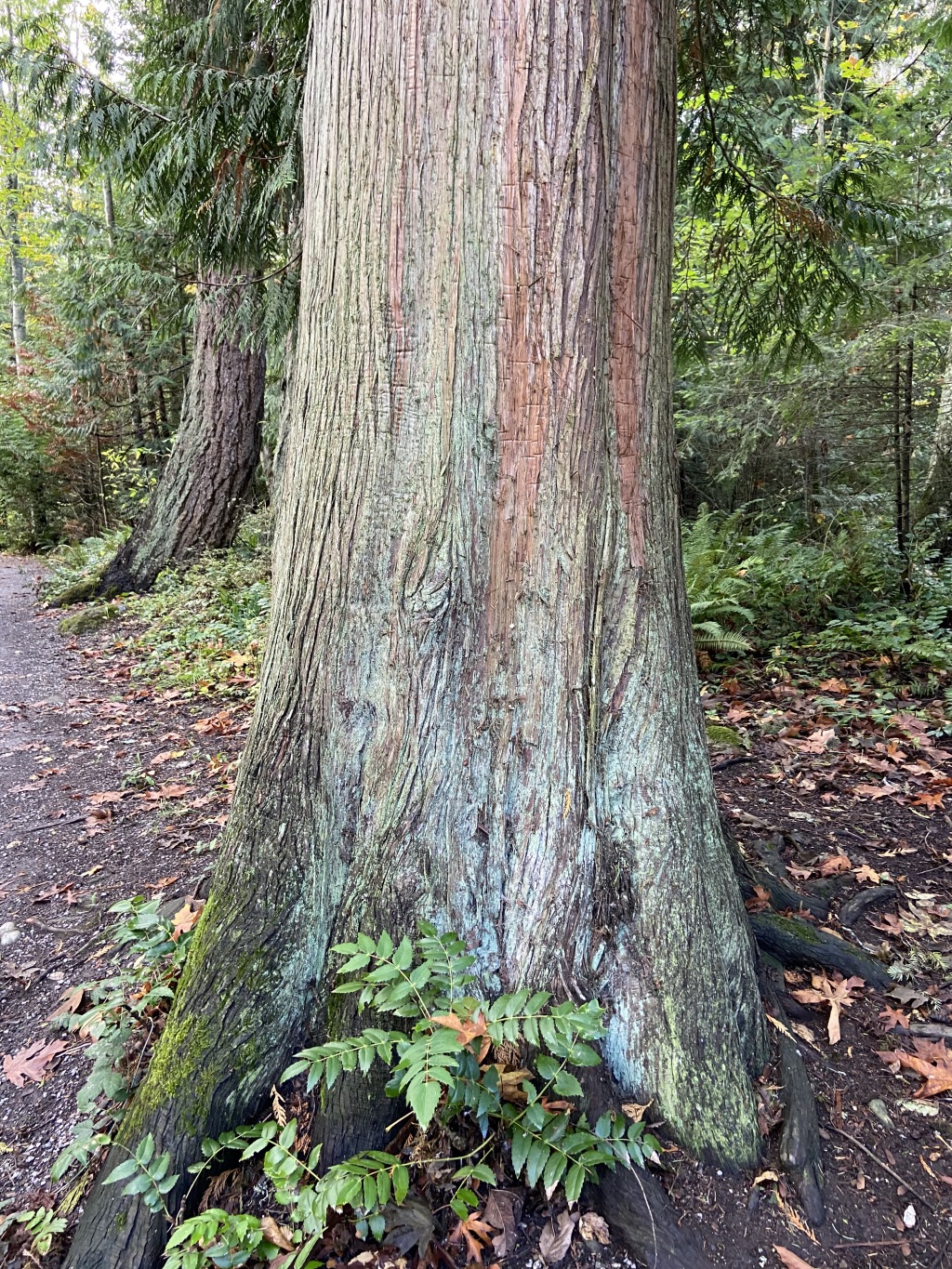 2020/10(October)/Lummi-Island-Kris-Bill-Sager-Washington-State/1024x768_2020-10-12-Lummi-Island-WA-035-Whatcom-Falls-Park.JPG