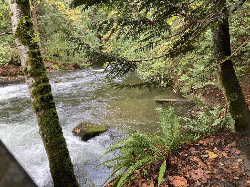 2020/10(October)/Lummi-Island-Kris-Bill-Sager-Washington-State/1024x768_2020-10-12-Lummi-Island-WA-044-Whatcom-Falls-Park.JPG