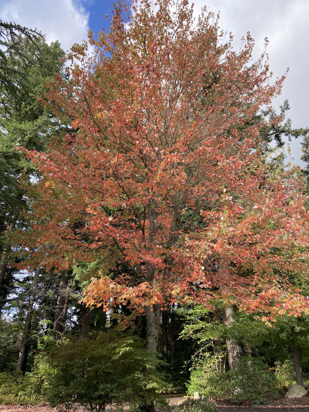 2020/10(October)/Lummi-Island-Kris-Bill-Sager-Washington-State/1024x768_2020-10-12-Lummi-Island-WA-049-Whatcom-Falls-Park.JPG