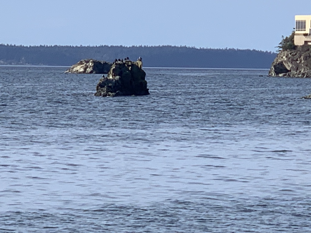 2020-10-12-Lummi-Island-WA-066-Larabee-State-Park.JPG