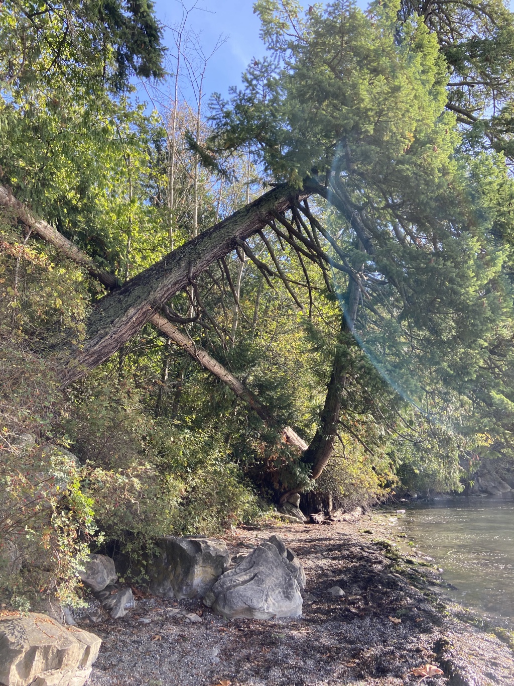 2020-10-12-Lummi-Island-WA-085-Larabee-State-Park.JPG